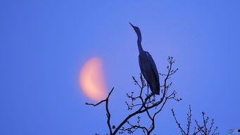 月朦胧鸟朦胧,探寻朦胧之美