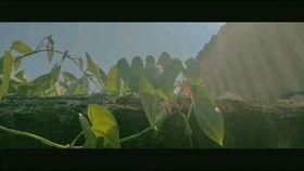 故土无亲归途有风,漂泊者的心灵之旅